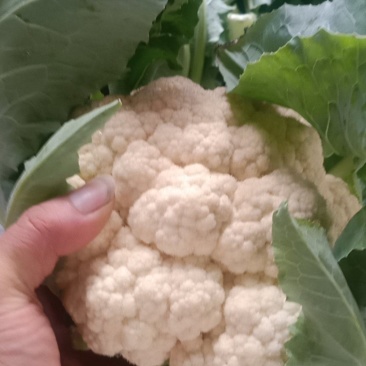 上市中有机菜花2斤适中乳白