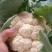 上市中有机菜花2斤适中乳白