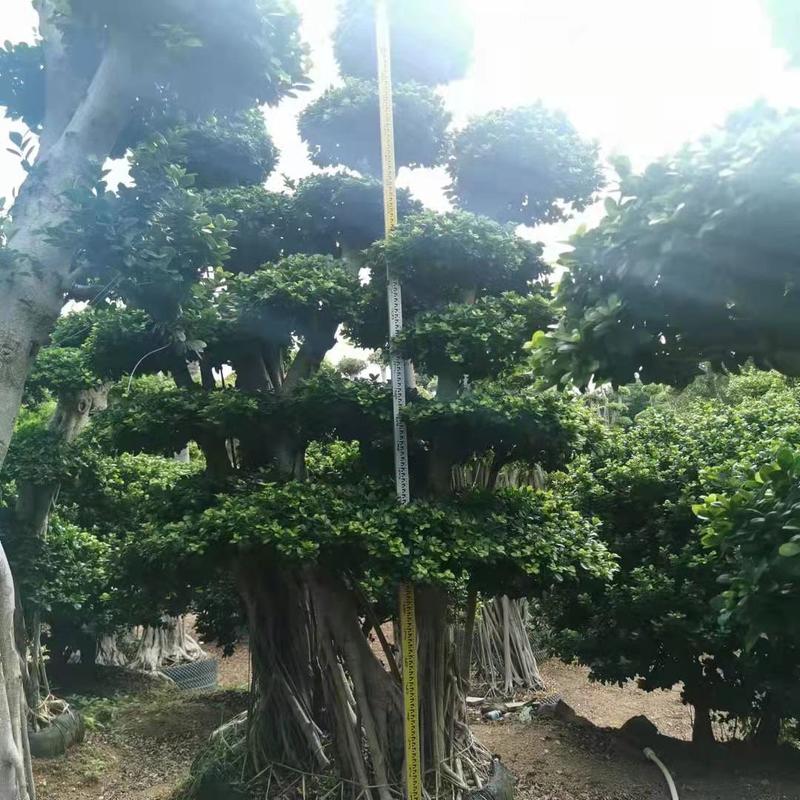 四川成都温江出售大量精品榕树造型榕树榕树桩头造型桩头