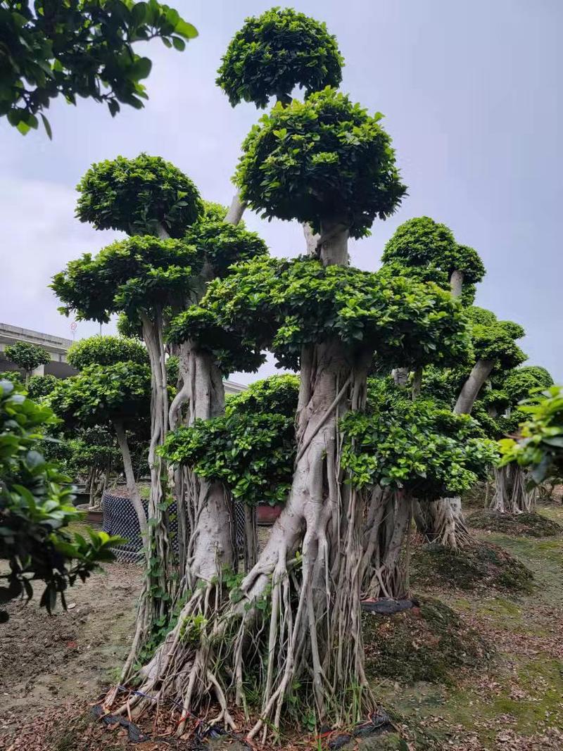 四川成都温江出售大量精品榕树造型榕树榕树桩头造型桩头