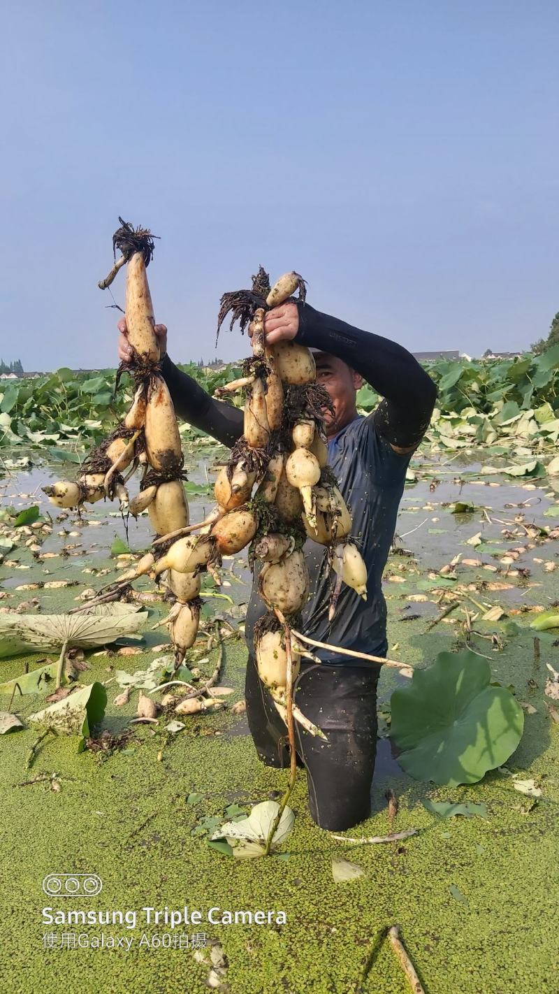 大量预定以及出售塞珍珠藕种苗