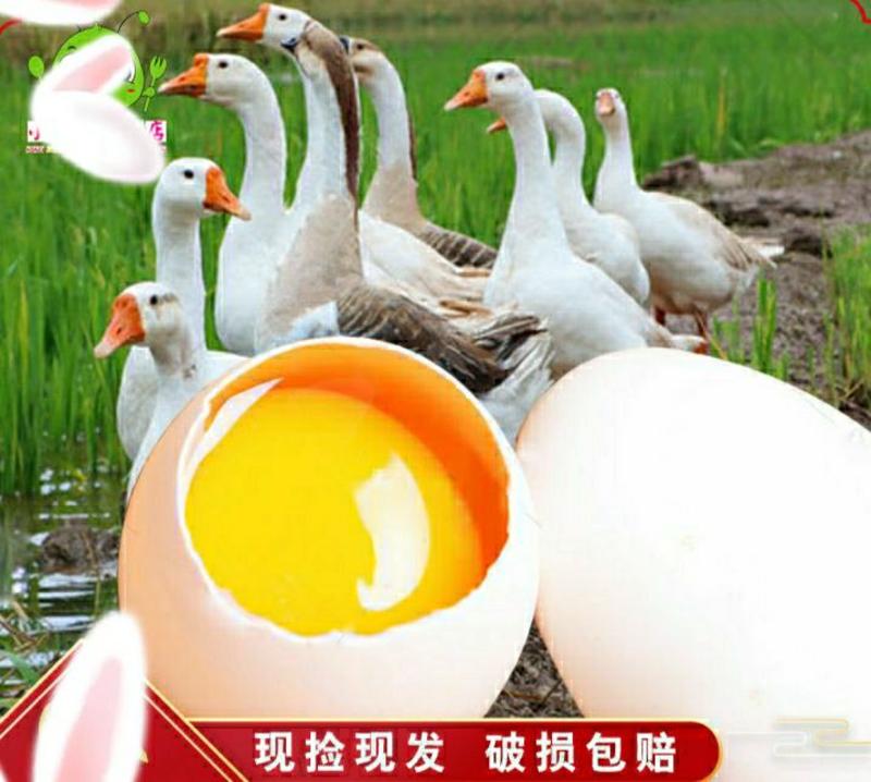 农家新鲜土鹅蛋散养土鹅蛋健康营养美味另售受精种鹅蛋