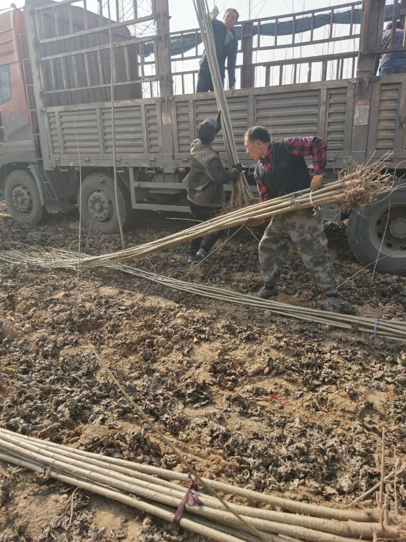 杨树苗无杨棉杨树苗规格2公分3公分供应农户自销