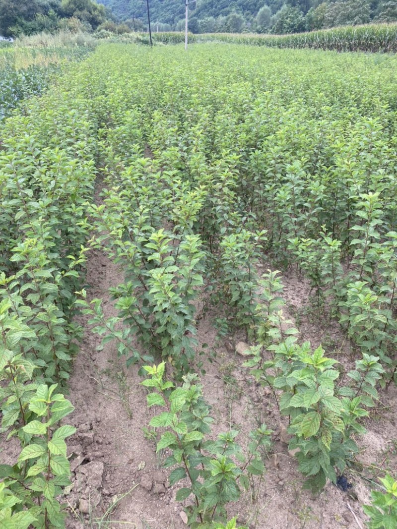 绿叶榆叶梅，地栽工程苗，无中间商环节，详细咨询