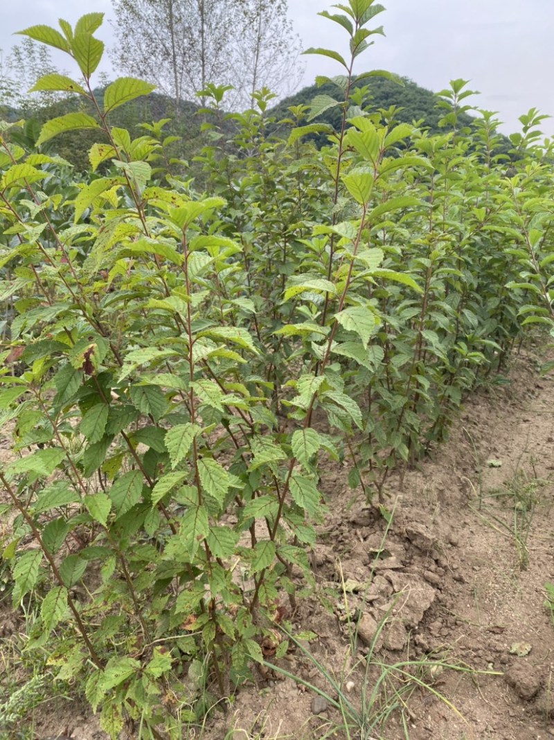 绿叶榆叶梅，地栽工程苗，无中间商环节，详细咨询