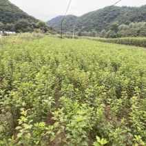 绿叶榆叶梅，地栽工程苗，无中间商环节，详细咨询