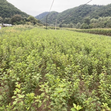 绿叶榆叶梅，地栽工程苗，无中间商环节，详细咨询