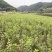 绿叶榆叶梅，地栽工程苗，无中间商环节，详细咨询