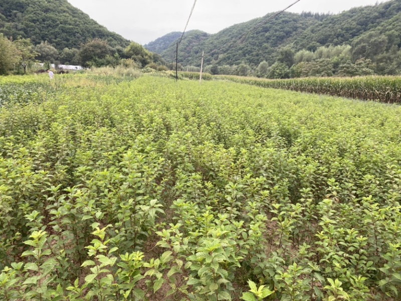 绿叶榆叶梅，地栽工程苗，无中间商环节，详细咨询