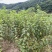 绿叶榆叶梅，地栽工程苗，无中间商环节，详细咨询