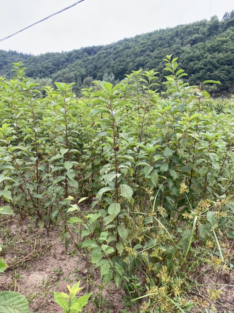 绿叶榆叶梅，地栽工程苗，无中间商环节，详细咨询