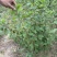 绿叶榆叶梅，地栽工程苗，无中间商环节，详细咨询