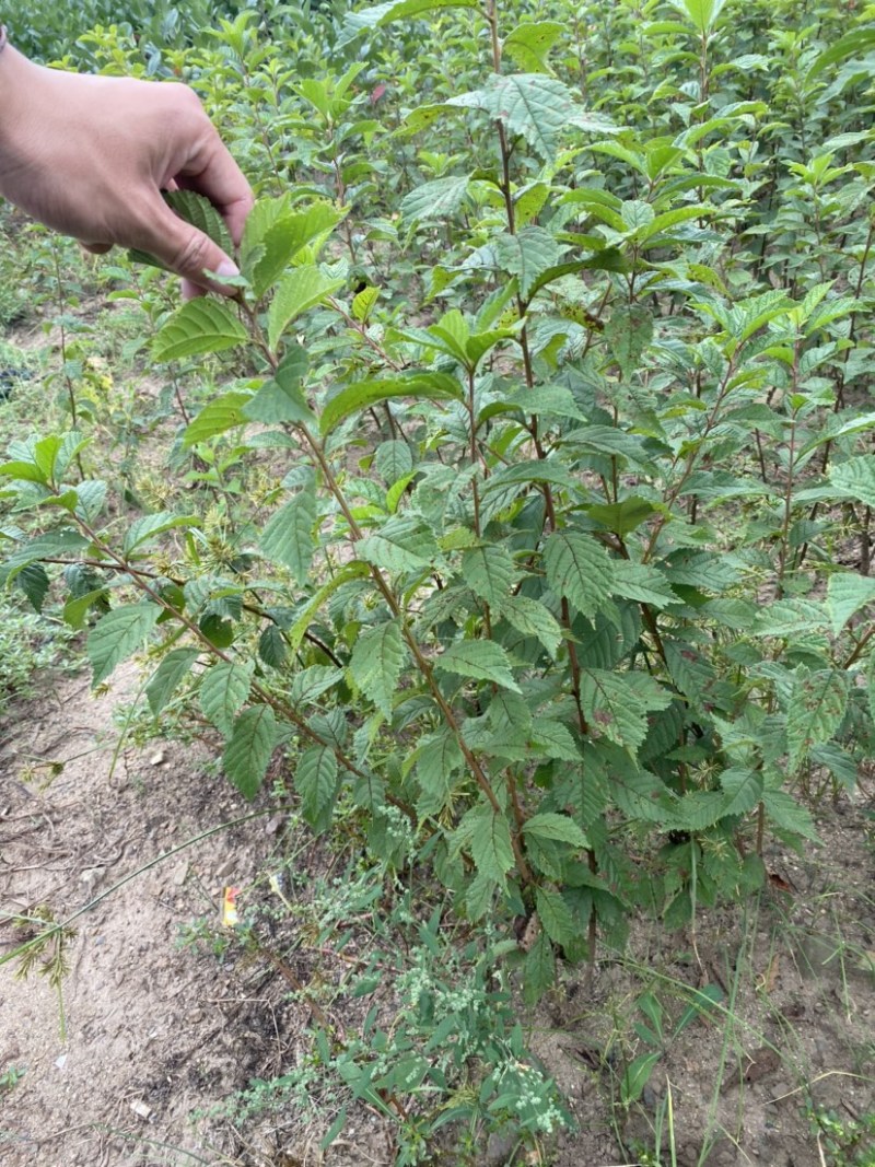 绿叶榆叶梅，地栽工程苗，无中间商环节，详细咨询