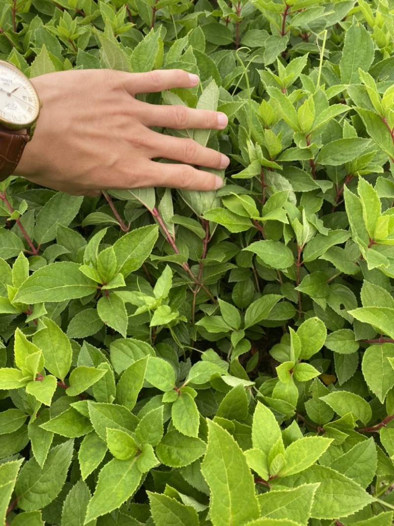 自家扦插苗木绣球无中间商环节，详细咨询