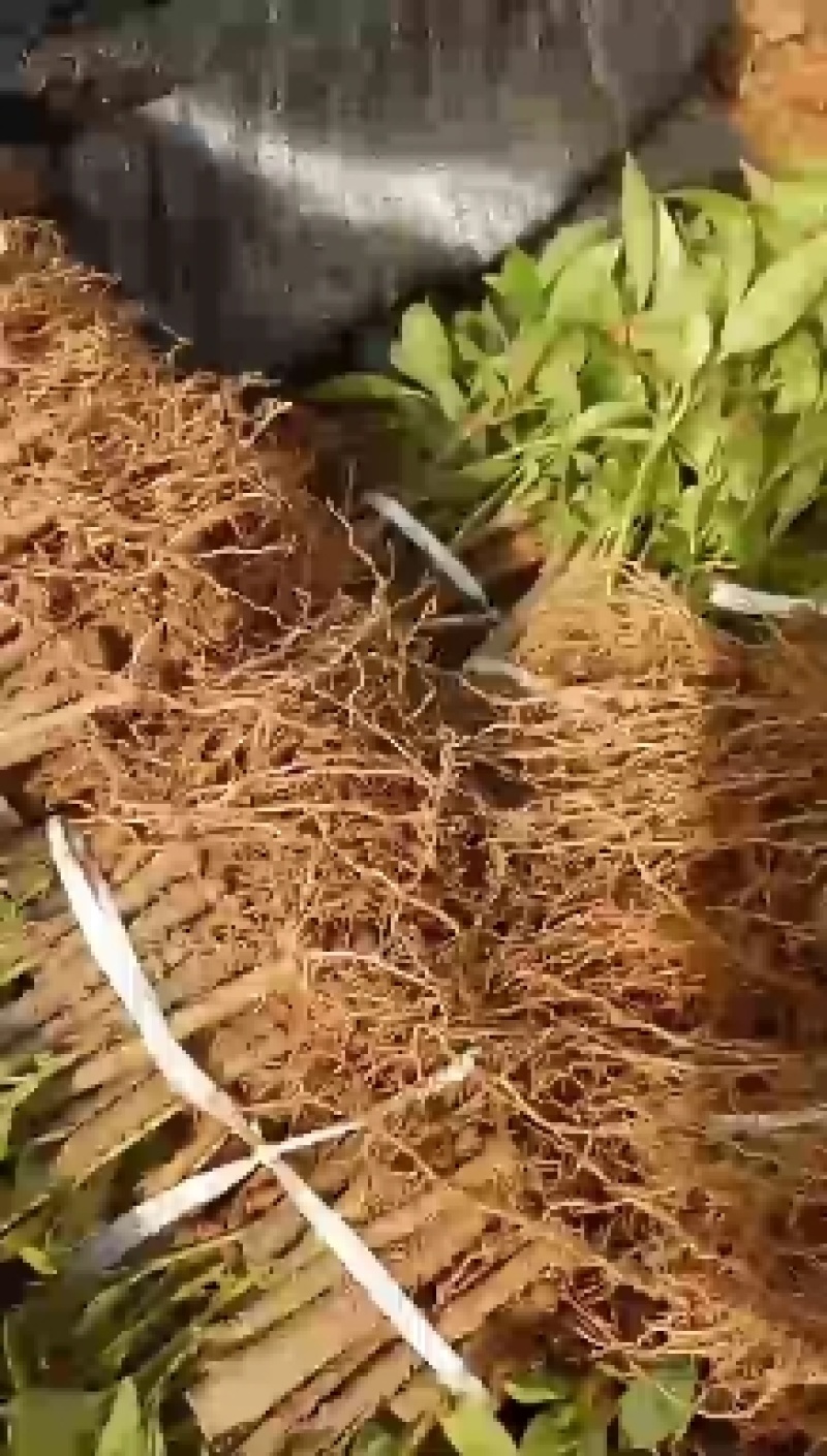 宿迁沭阳连翘苗50~60cm基地直供保质保量电联洽谈