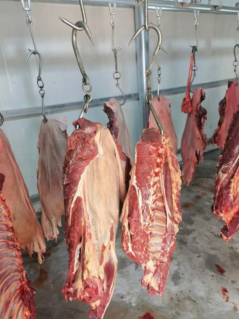 鲜马肉，纯干货，剃工板正，精修去油，带皮去皮都有，可柜接
