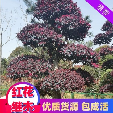 红花继木、造型红花檵木、红花檵木盆景、别墅庭院景观专用