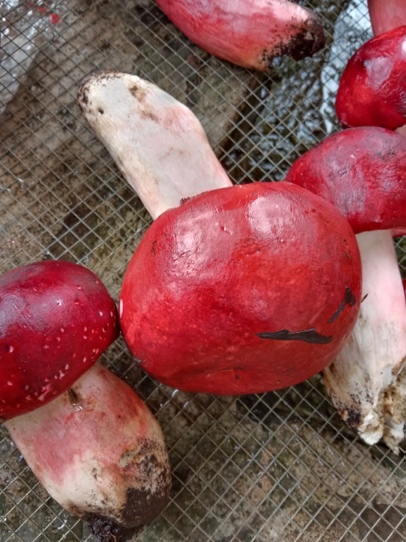 云南怒江本地一手红菇