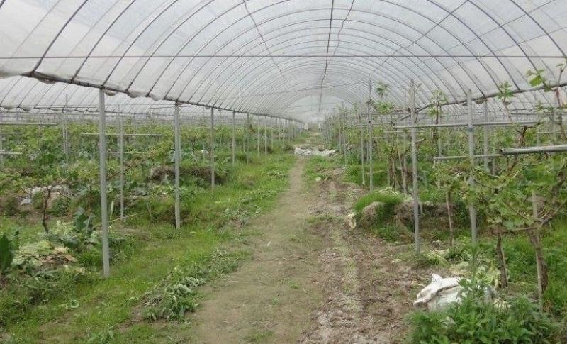 暖棚，养殖棚，温室大棚，热镀锌管