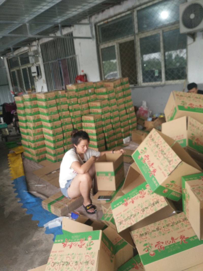山东冬枣专业代办团队，口感脆甜多汁，甜度32个糖一件代发