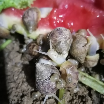 自己家里有中华白玉蜗牛，可以做餐饮，烧烤酒店…有需要的朋