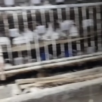 兔粪