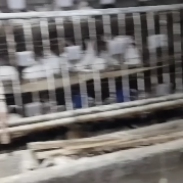 兔粪