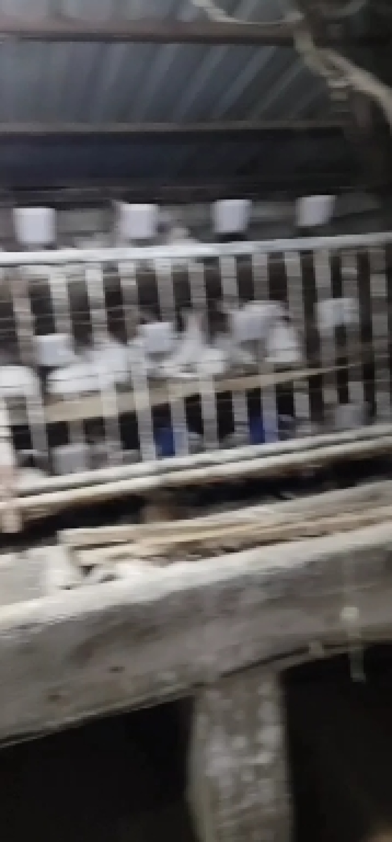 兔粪