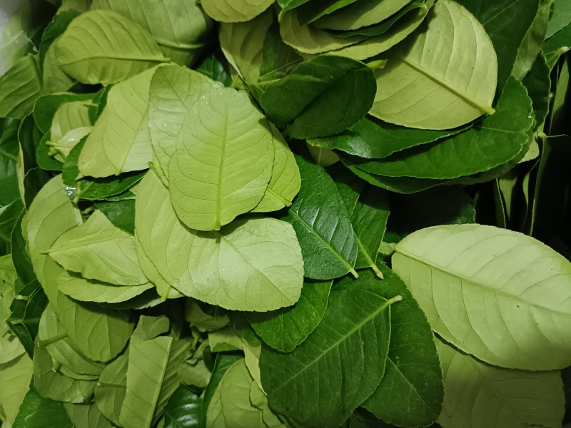 基地直供新鲜香水柠檬叶鱼生餐饮奶茶调味