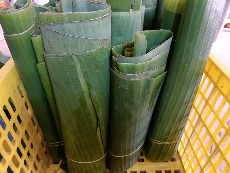 基地直供新鲜芭蕉叶包粽子包烧摆盘包邮