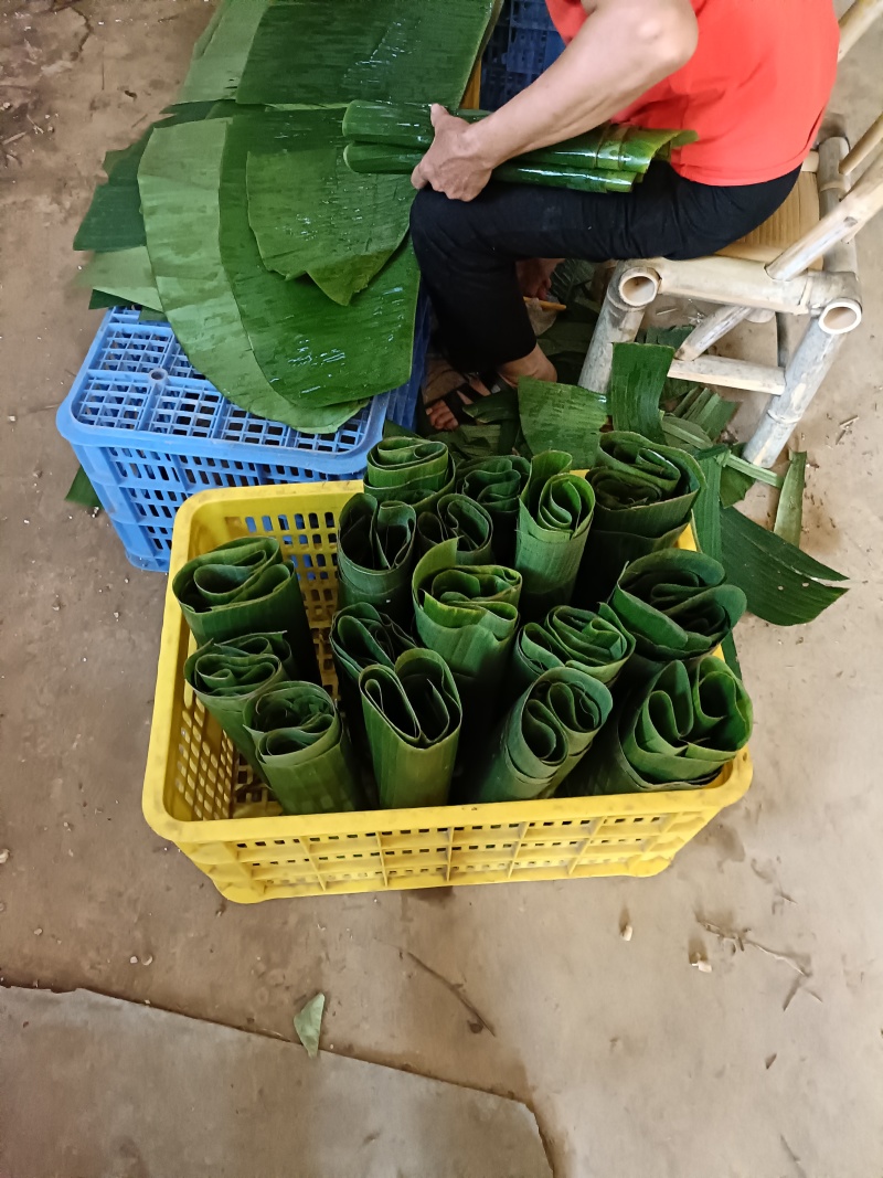 基地直供新鲜芭蕉叶包粽子包烧摆盘包邮