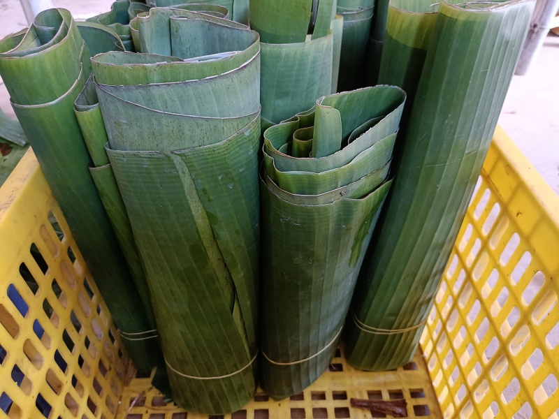 基地直供新鲜芭蕉叶包粽子包烧摆盘包邮