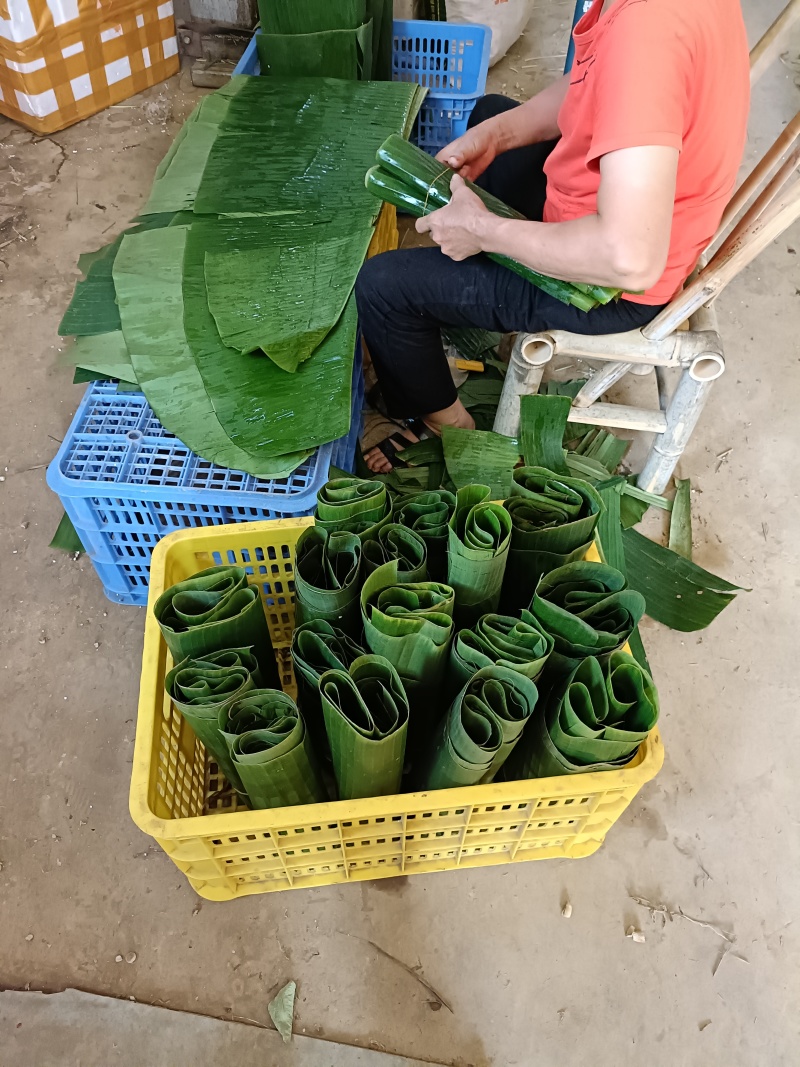 基地直供新鲜芭蕉叶包粽子包烧摆盘包邮