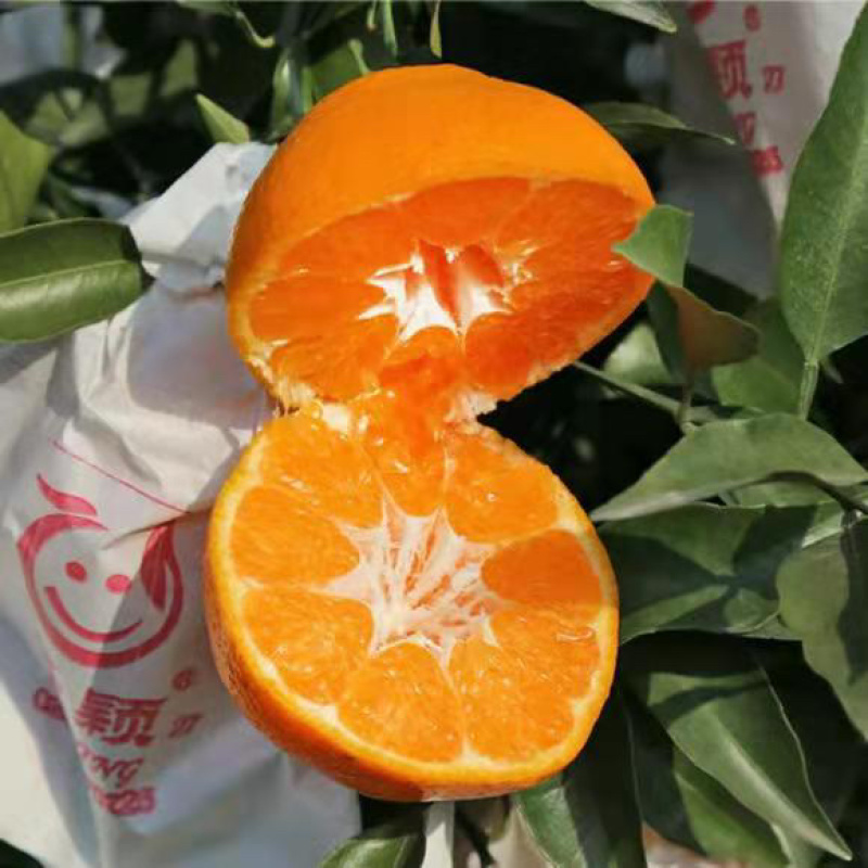 耙耙柑不知火多多买菜美团优选电商超市团购供货