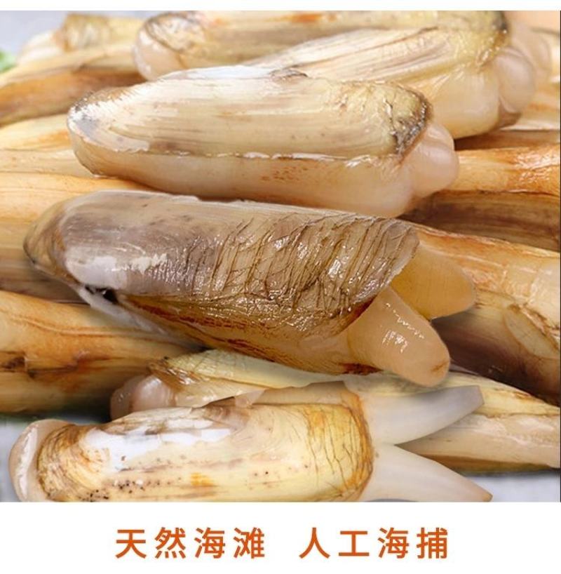 自家海滩小人仙，每天大量供应