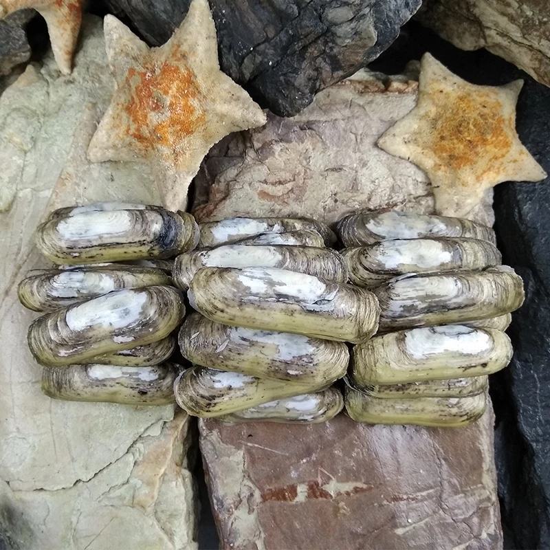 自家海滩小人仙，每天大量供应