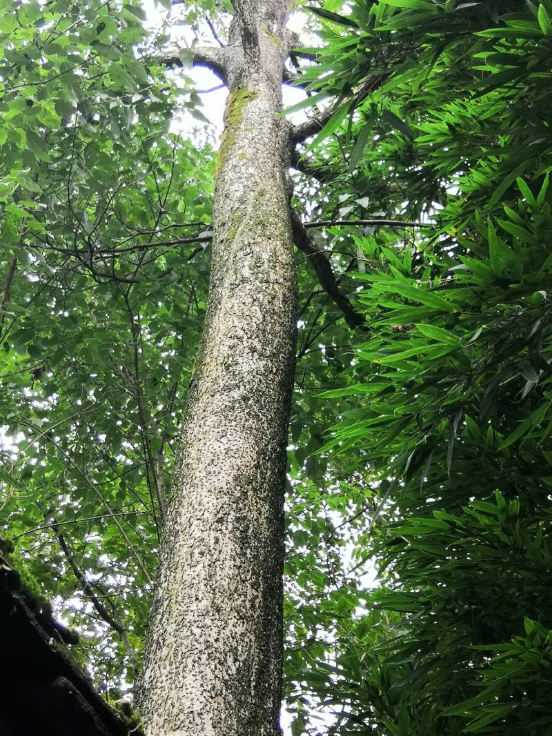 小叶桢楠树