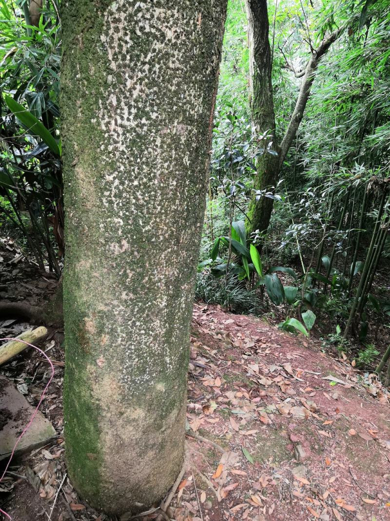 小叶桢楠树