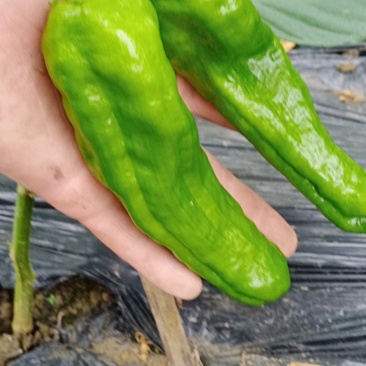 大棚种植辣椒。薄皮椒、邹皮椒皮薄肉脆、微辣