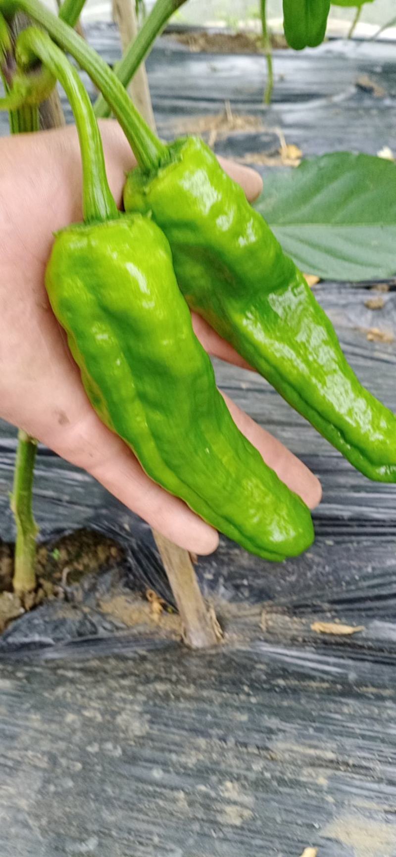 大棚种植辣椒。薄皮椒、邹皮椒皮薄肉脆、微辣