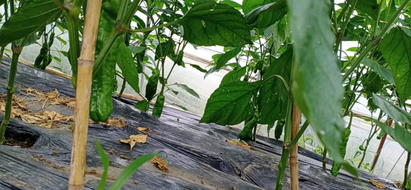 大棚种植辣椒。薄皮椒、邹皮椒皮薄肉脆、微辣