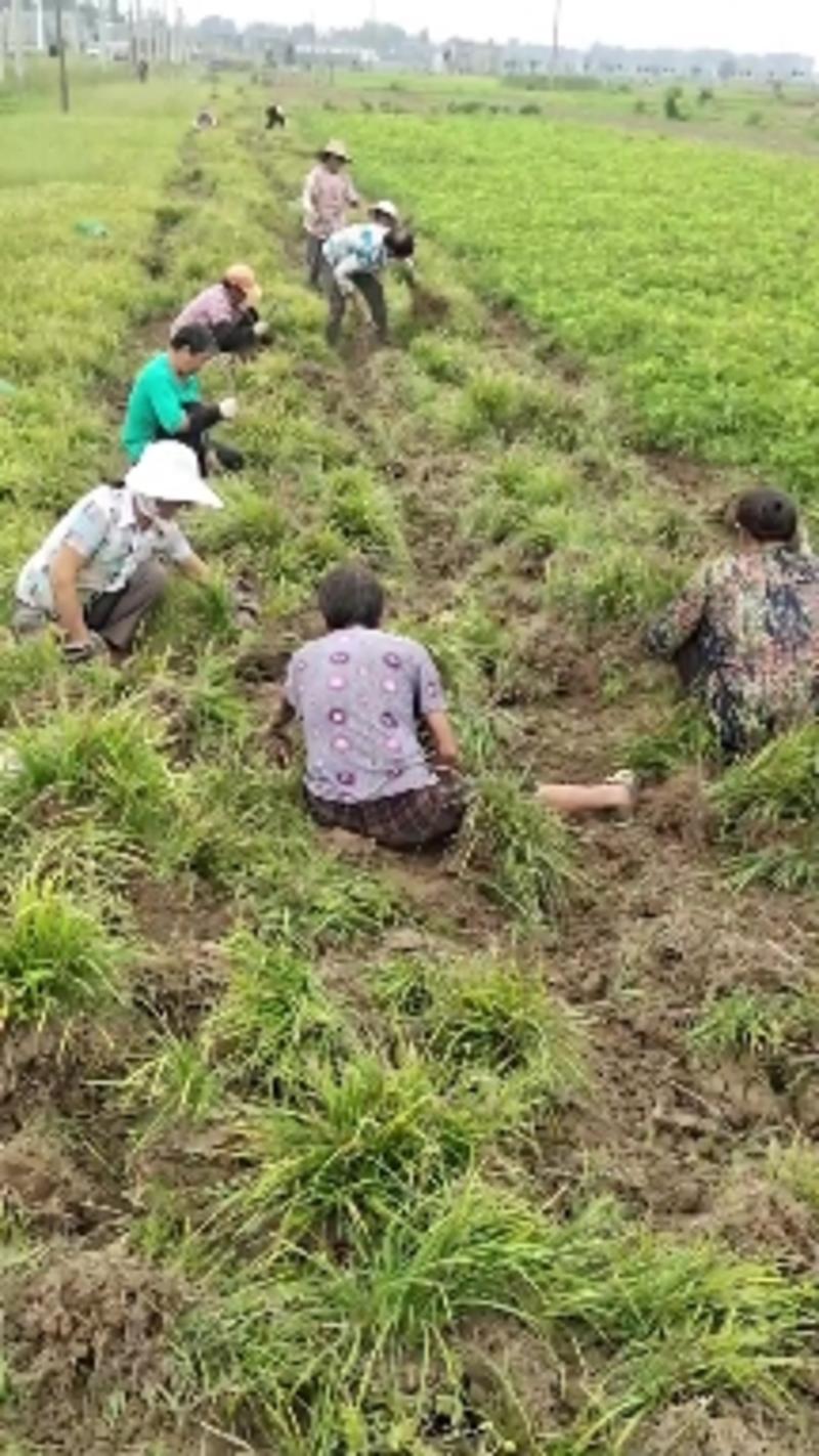 襄阳洪坤苗木麦冬草基地常年大量特价批发中