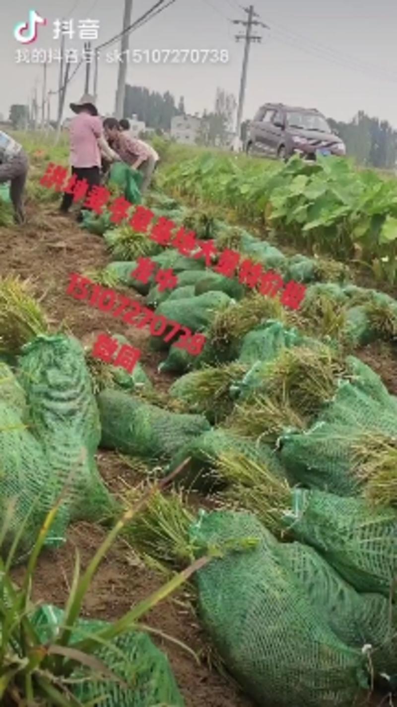 襄阳洪坤苗木麦冬草基地常年大量特价批发中