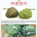 【有好货一件代发】凤梨释迦5斤包邮包售后一件代发