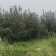 炫丽海棠，西府海棠出售