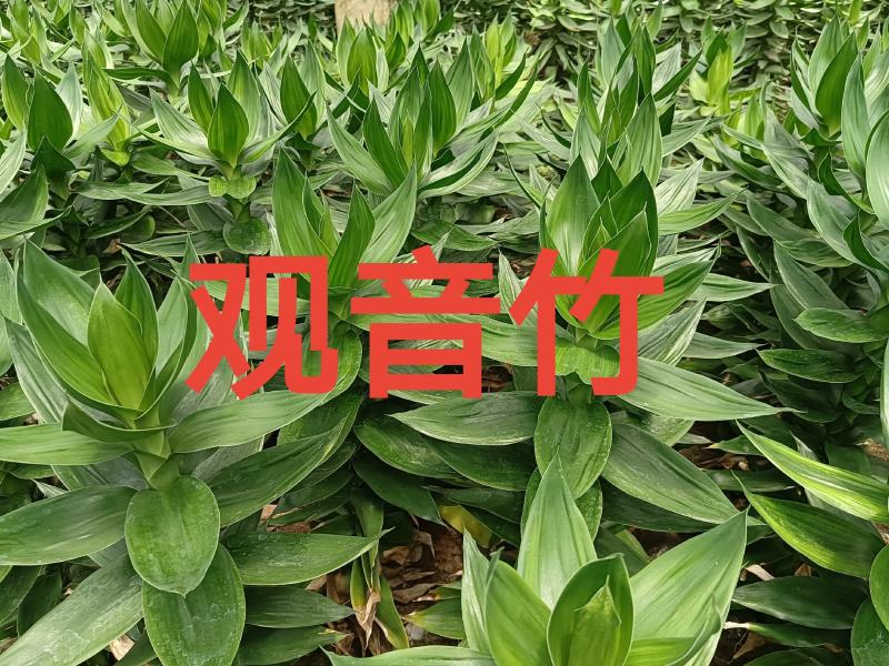 【精品】海南富贵竹小、中、大竹自有种植，保质保量，量大从优。