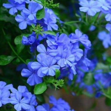 蓝雪花苗【蓝雪花是多年生植物，开花蓝色很好看】包邮包对版