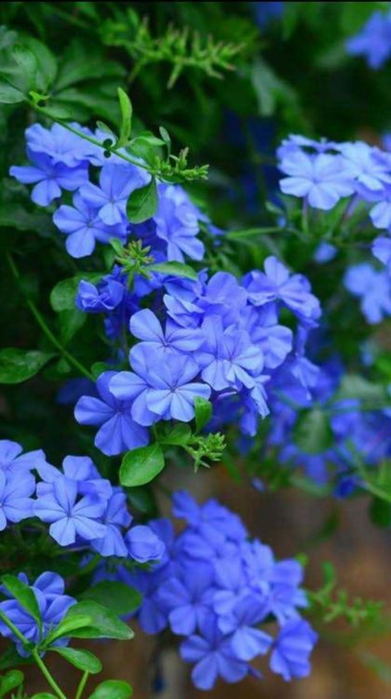 蓝雪花苗【蓝雪花是多年生植物，开花蓝色很好看】包邮包对版