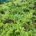蓝雪花苗【蓝雪花是多年生植物，开花蓝色很好看】包邮包对版