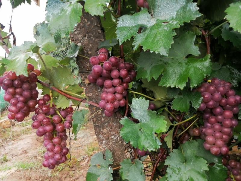 临朐葡萄，靠谱专业代办接待咨询联系处，山东葡萄，葡萄基地
